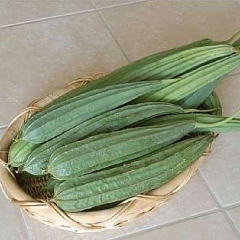 Ridged Gourd Seeds - Thai Long Luffa - 30+ Seeds - Ideal for Home Gardening (Luffa acutangula)