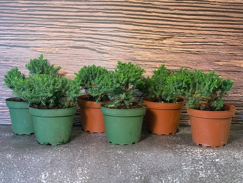 6 pk Dwarf Juniper Pre-Bonsai Starter Plants 3.5 Inch Procumbens Nana Fully Rooted Live Plants