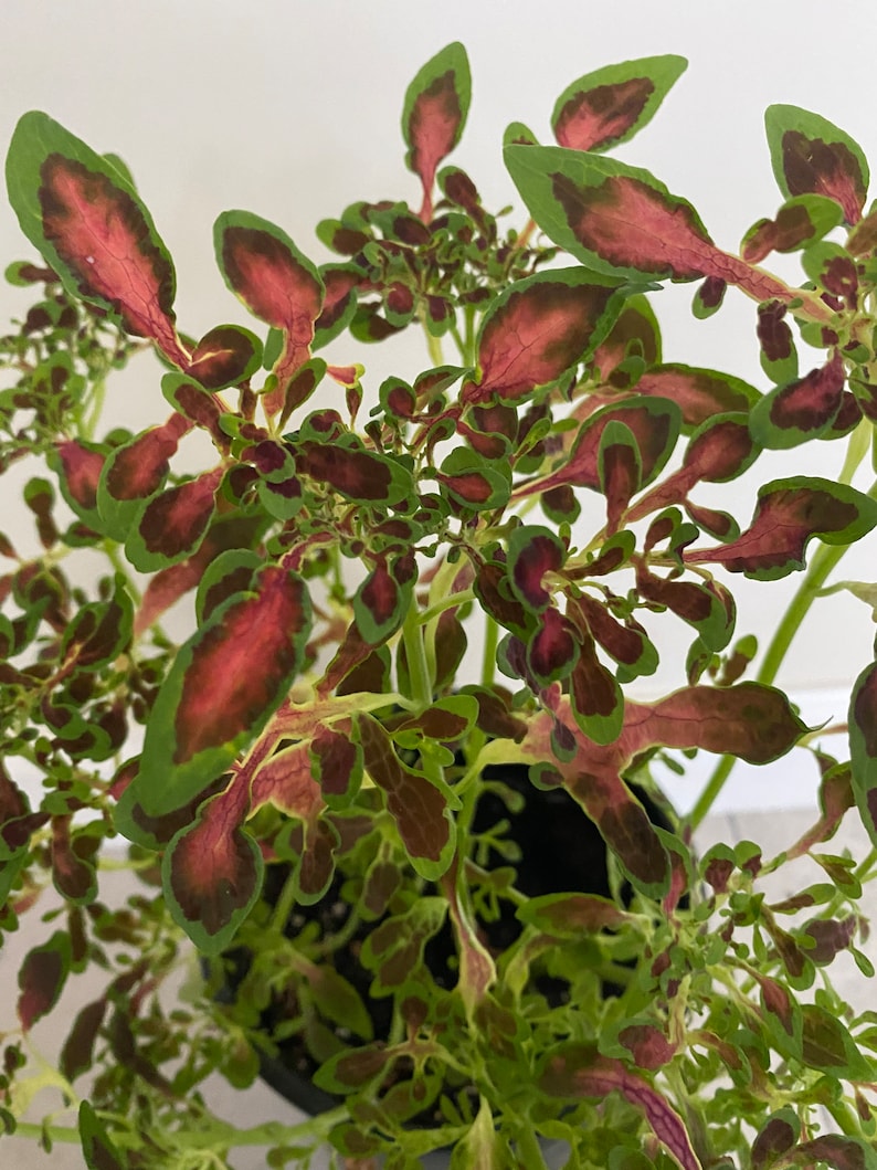 Coleus Amoeba Live Starter Plant, 3-5” Colorful Ornamental Foliage, Solenostemon Scutellarioides, Rare Indoor/Outdoor Gift