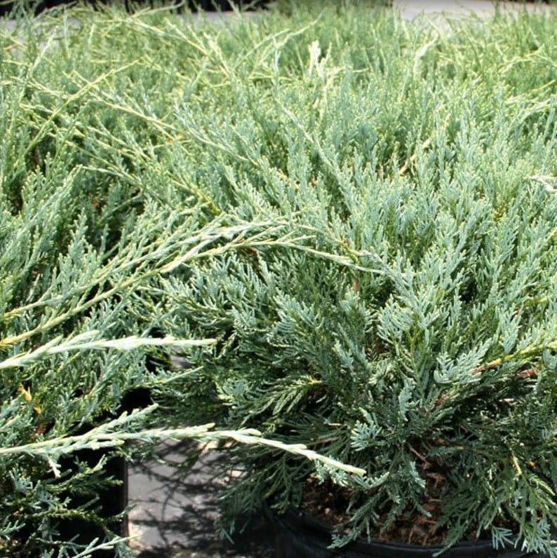 Grey Owl Juniper Shrub - Evergreen Ground Cover, Low Maintenance, Cold Hardy, Juniperus Virginiana