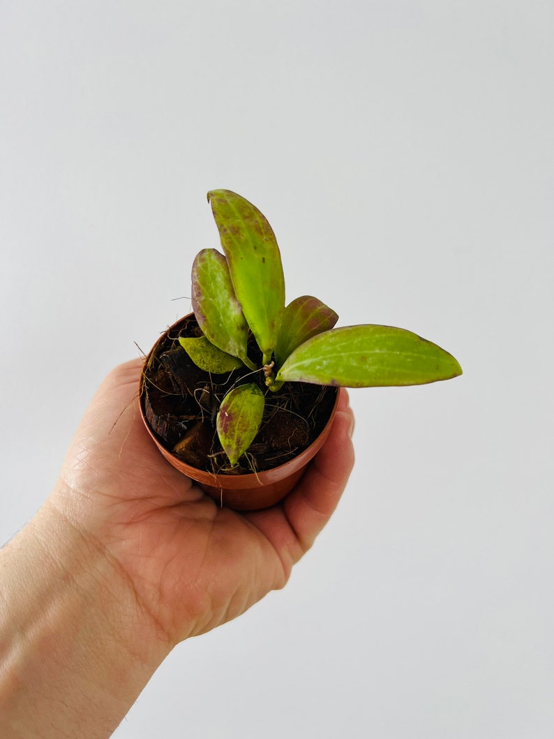 Hoya Merrillii Live Plant in 3" Pot - Rare Long Leaf Colorful Hoya - Bright Green Foliage - Exotic Houseplant