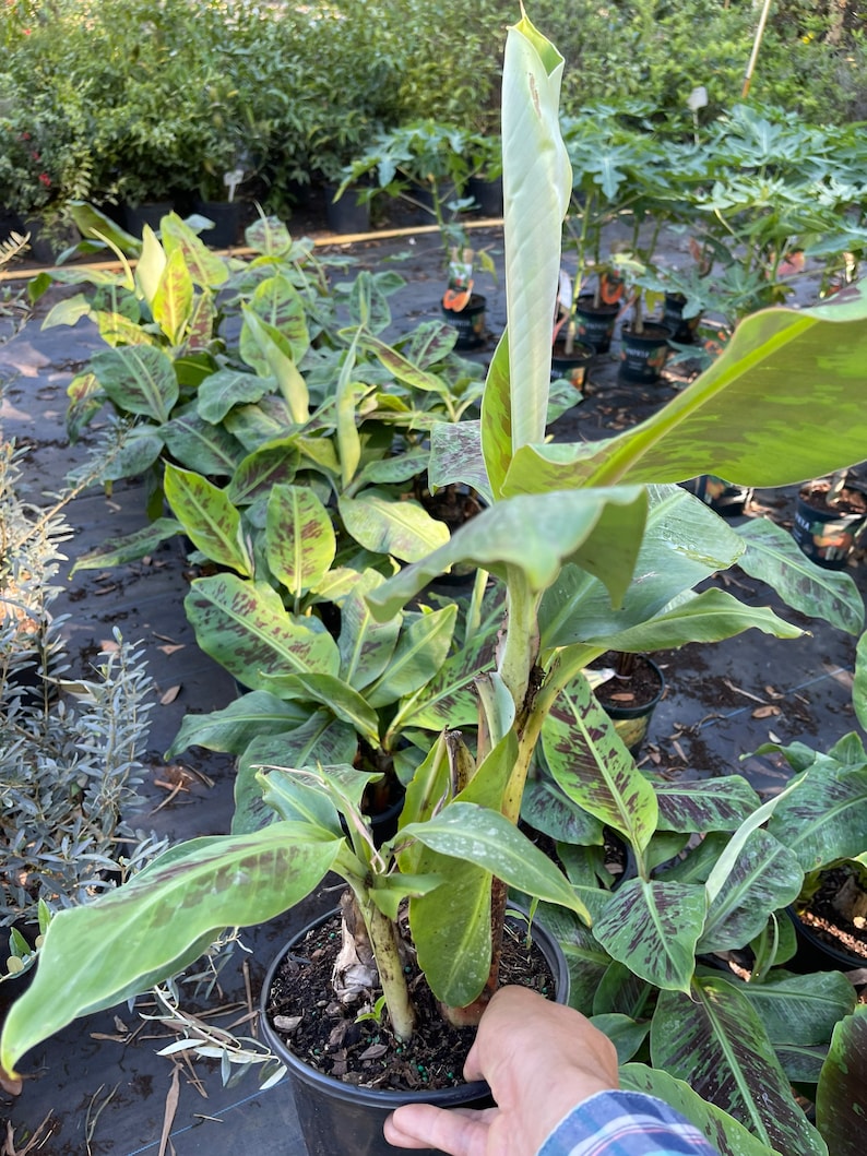 Dwarf Banana Tree 2-3 Feet Tall - Cavendish Variety - Perfect Indoor/Outdoor Plant - Musa acuminata