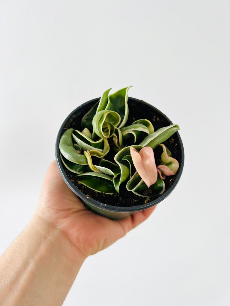 Variegated Hoya Rope Plant - 4” Pot - Rare Compacta - Tricolor Foliage - Hoya compacta