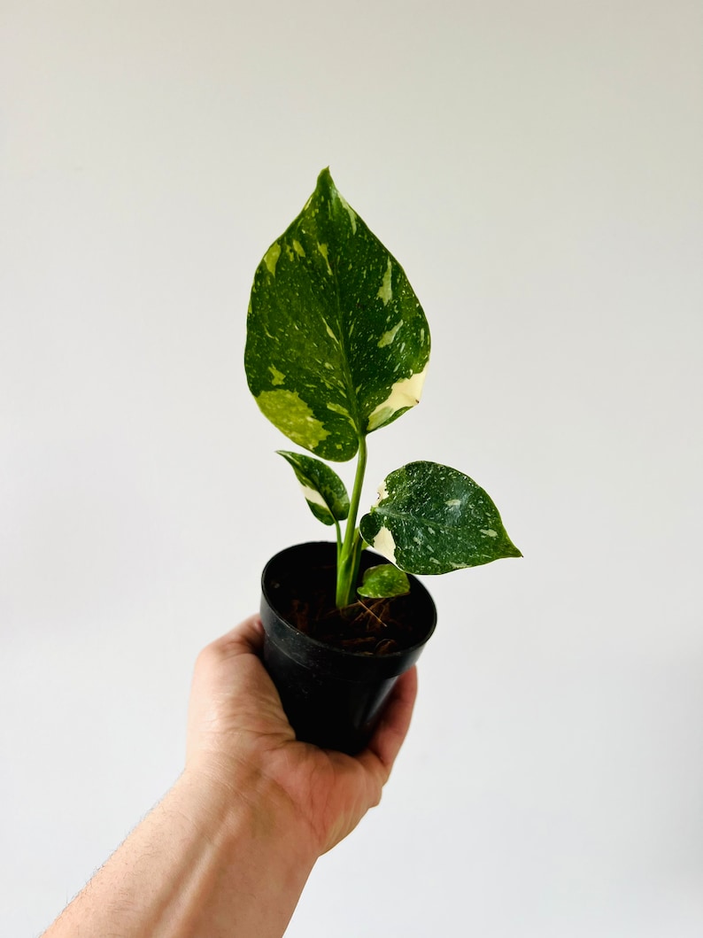 Monstera Thai Constellation - Medium Variegation Live Houseplant in 3” Pot - Rare Aroid with Cream White Silver Speckles