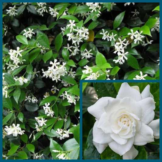 2” Gardenia Veitchii & 2” Star Jasmine Mix - Live Plants in Biodegradable Pot - Eco-Friendly Shipping