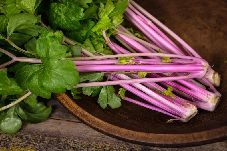 Chinese Pink Celery Seeds - 25 Organic Non-GMO Seeds, Apium Graveolens, Easy to Grow Edible Vegetable for Container Gardening