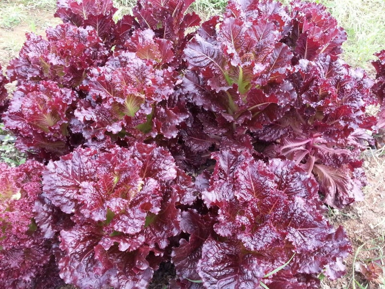 Merlot Lettuce Seeds - Organic Heirloom, 25 Non-GMO Seeds for Fresh Edible Salad Greens, Lactuca sativa, Easy to Grow