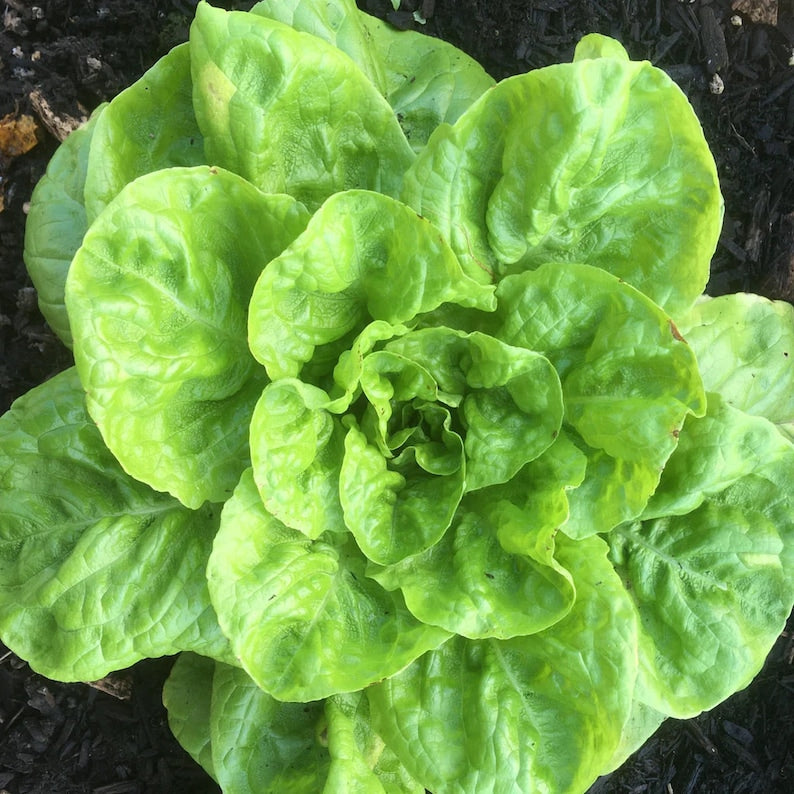 Landis Winter Lettuce Seeds - Cold Hardy Heirloom Vegetable, Easy to Grow, Lactuca sativa, 25 Seeds for Winter Gardening