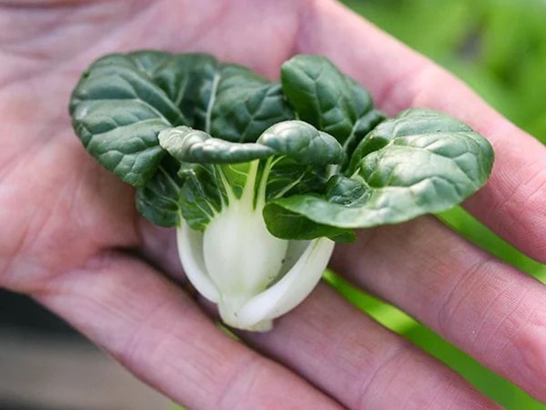 Bok Choy Seeds - 25 Pack Hedou Tiny Variety, Organic Non-GMO Edible Plant, Easy to Grow for Garden or Indoor Use, Brassica rapa