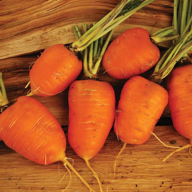 Oxheart Carrot Seeds - 50 Pack, Sweet Edible Root Vegetable, Daucus carota, Easy to Grow for Garden or Farm, Unique Gift