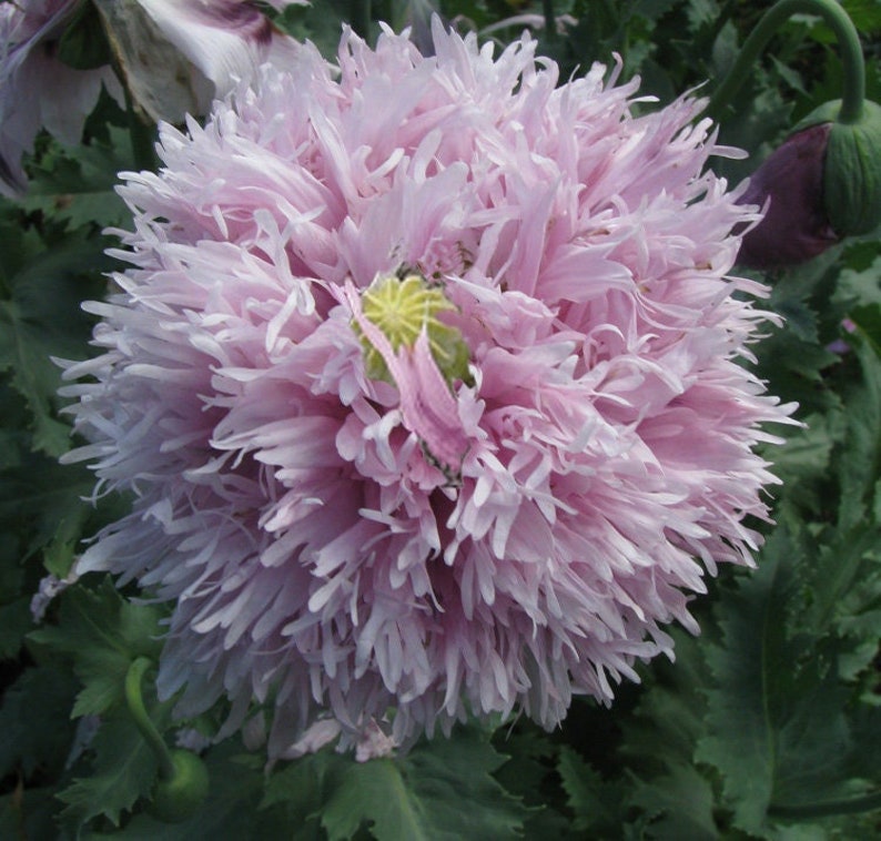 Lilac PomPom Poppy Seeds, 25 Pack, Purple Violet Flower, Papaver Rhoeas - Rare Garden Seeds for Indoor & Outdoor Planting