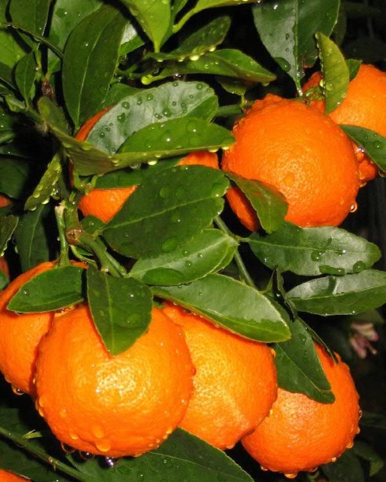 Minneola Tangelo Grafted Tree - 3ft Tall Citrus Fruit Tree (Citrus reticulata x Citrus paradisi) - No Shipping to CA