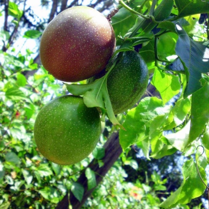 Purple Passion Fruit Plants 2ft+ - Passiflora edulis, Non-CA Shipping, Tropical Fruit Garden Starter