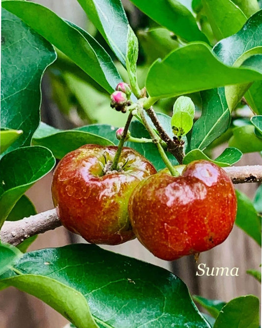 Barbados Cherry Tree 3ft Air Layered - Fast Fruit Production - Malpighia emarginata