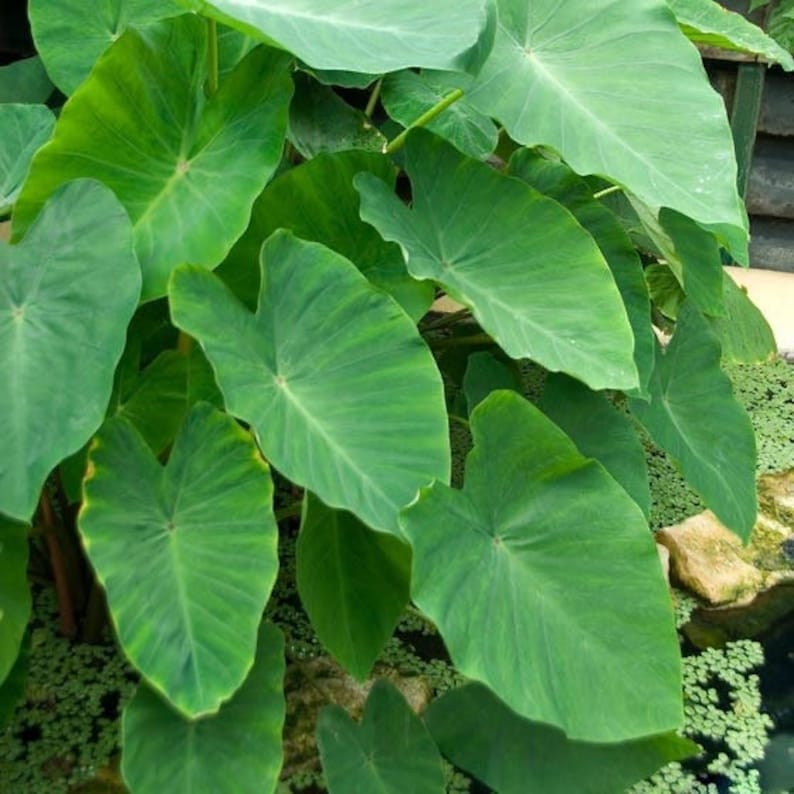 Mini Elephant Ear Bulb Size 5/7 | Tropical Colocasia for Bold Green Foliage | Ideal for Containers & Gardens