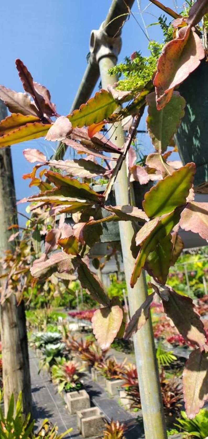 Rhipsalis Cutting - Pachyptera Variety - Outdoor Grown - Rhipsalis pachyptera - Minor Blemishes Possible - Plant Care Info Included