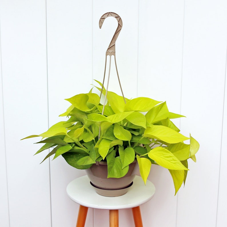 LIVE 8” Hanging Basket Neon Pothos - Epipremnum Aureum Neon - Indoor Houseplant - Perfect for Gifts and Home Decor