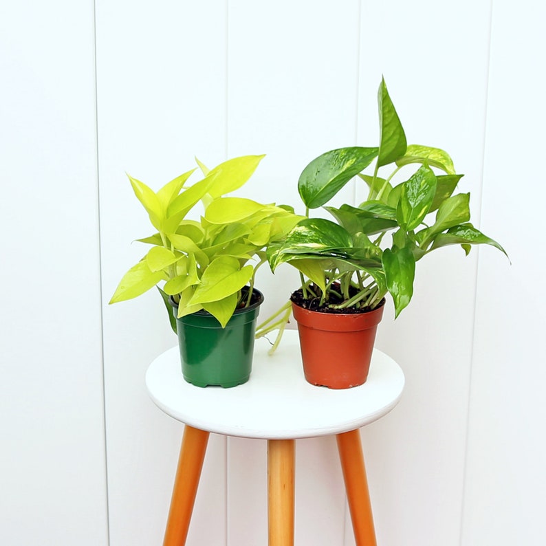 LIVE 4” Combo Pothos Plants – Neon & Golden Varieties, Epipremnum Aureum, Office & Home Decor, Birthday Gift, Pet Memorial