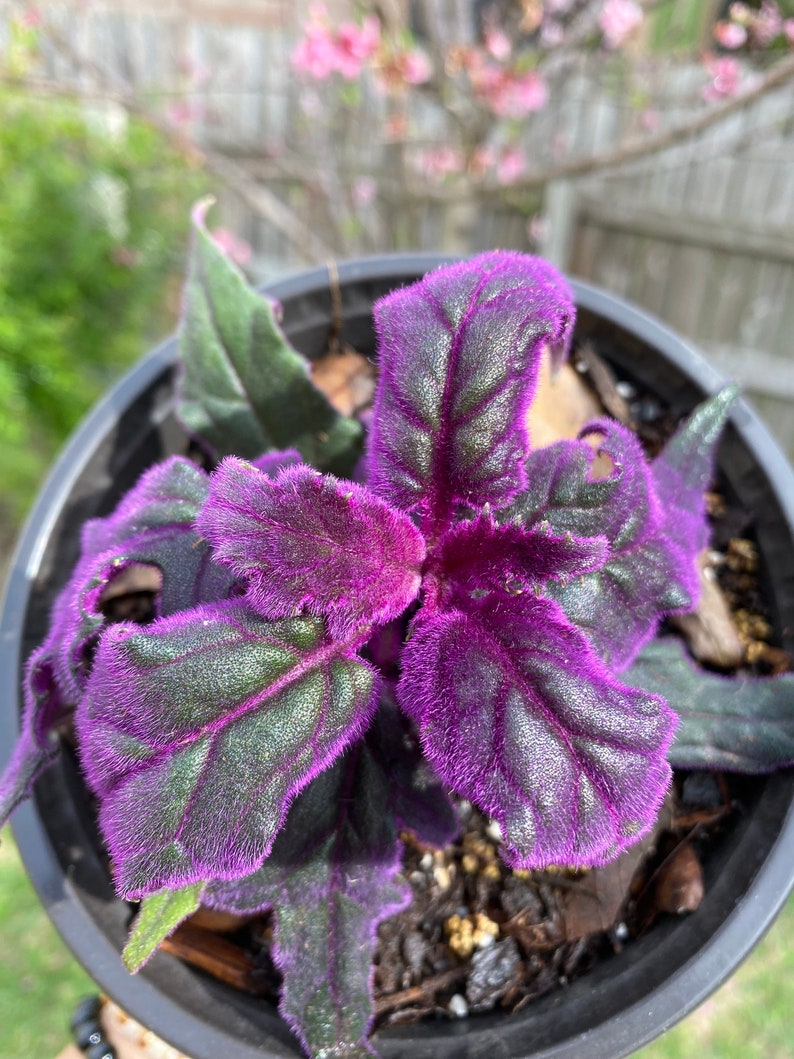 Gynura aurantiaca Purple Passion Plant - Velvet Houseplant 2-4 Inches - Asteraceae Family Live Plant for Indoor Gardening