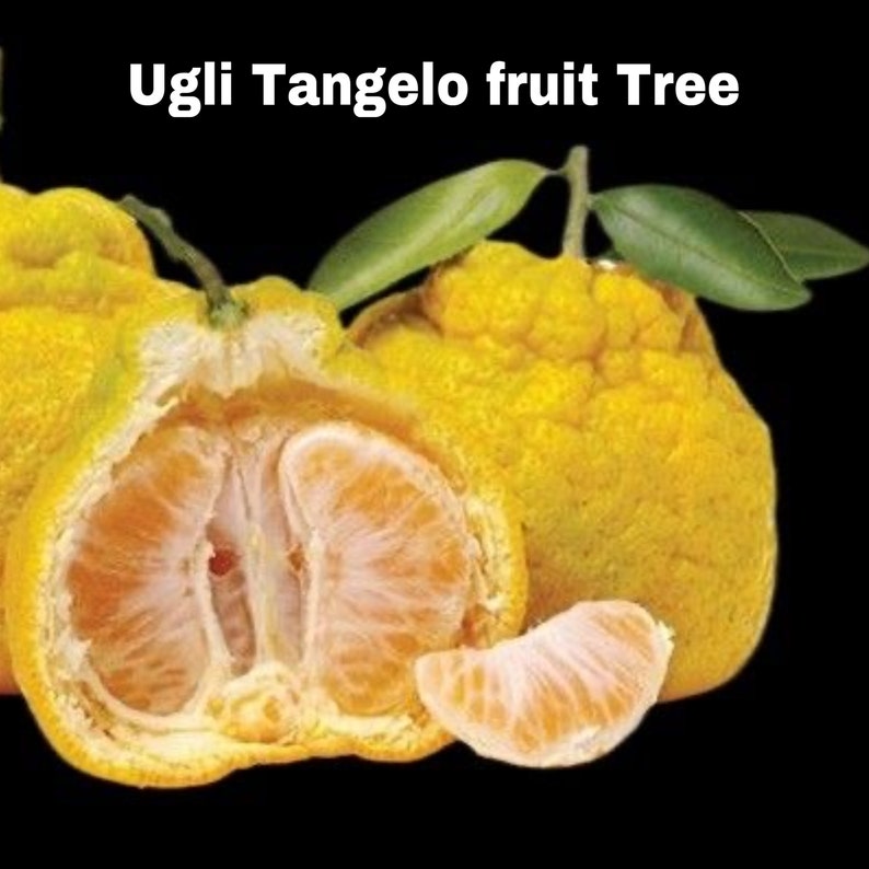 Ugli Tangelo Tree Grafted 3ft - Citrus reticulata x Citrus paradisi - Rare Fruit Tree for Home Garden