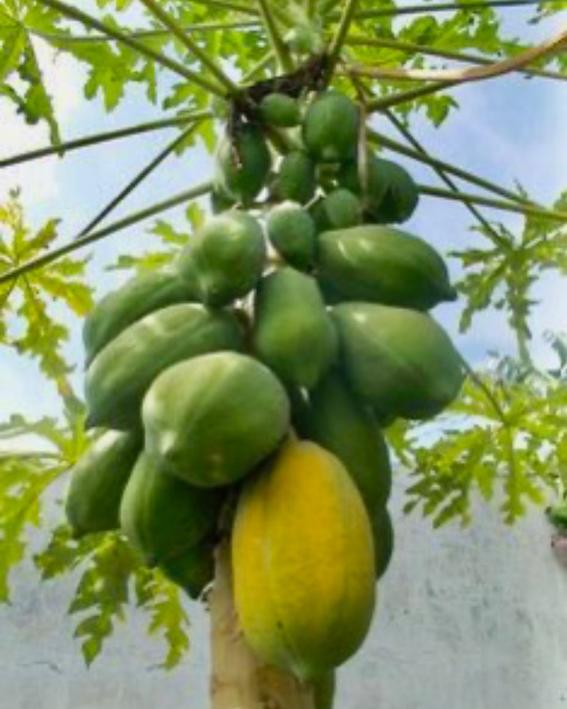 Dwarf Red Lady Papaya Tree 2ft | Healthy Tropical Fruit Plant | Carica papaya