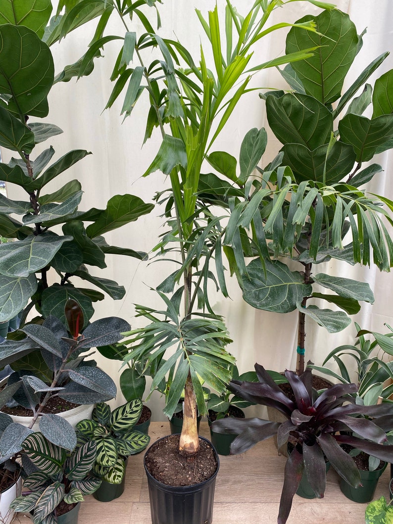 Foxtail Palm Tree - Single Trunk, Wodyetia bifurcata, Lush Green Foliage, Perfect Accent Plant for Gardens and Patios