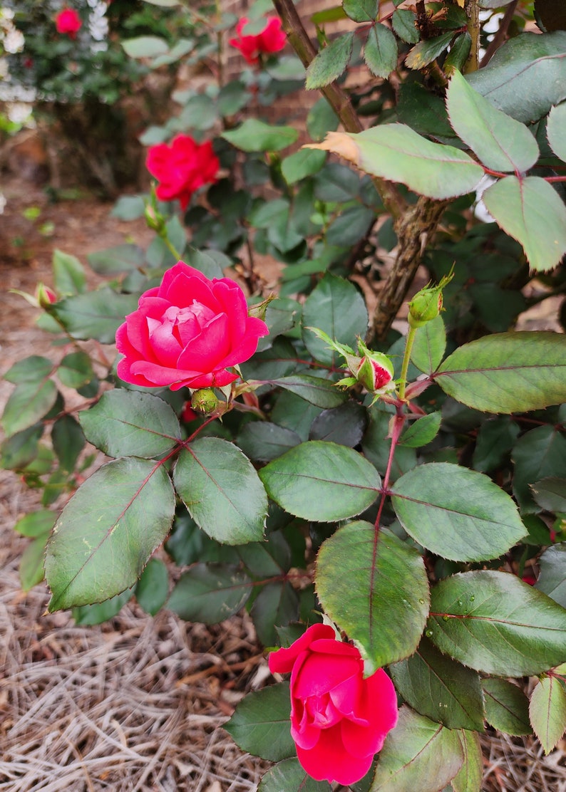 Knockout Red Rose Cuttings - 5 Pieces + Climbing Pink Rose Cuttings - 2 Pieces - Rosa 'Radrazz' & Rosa 'Climbing Pink'