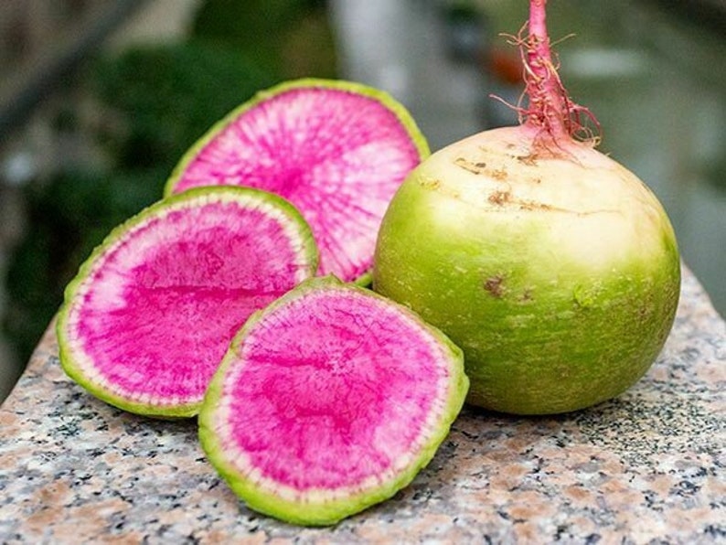 Chinese Red Meat Radish Seeds, 25 Pack, Raphanus sativus, Juicy Watermelon Radish for Easy Gardening & Edible Plants