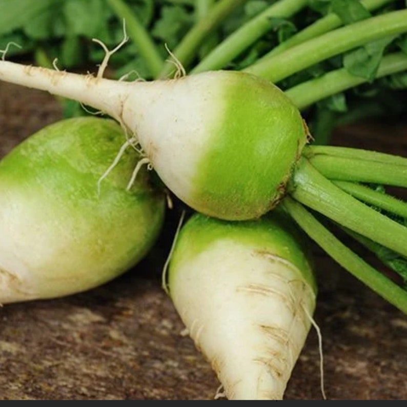 Japanese Wasabi Radish Seeds - 25 Pack - Raphanus sativus - Unique Spicy Flavor for Garden or Container Growing