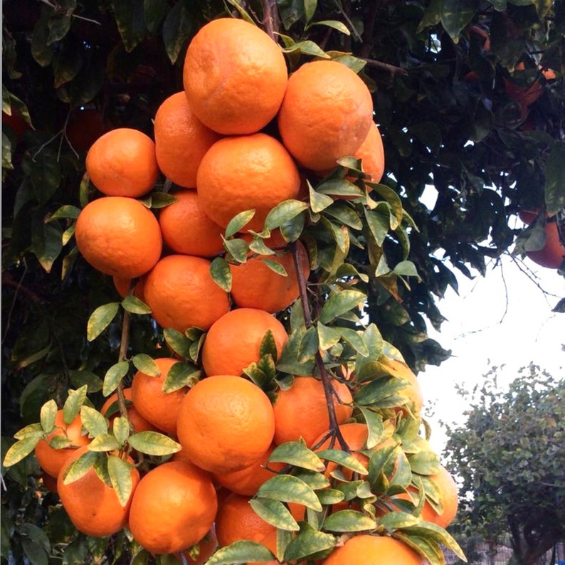 Ponkan Tangerine Grafted Tree Almost 3ft Citrus reticulata Mandarin Chinese Honey Orange Fruit Tree
