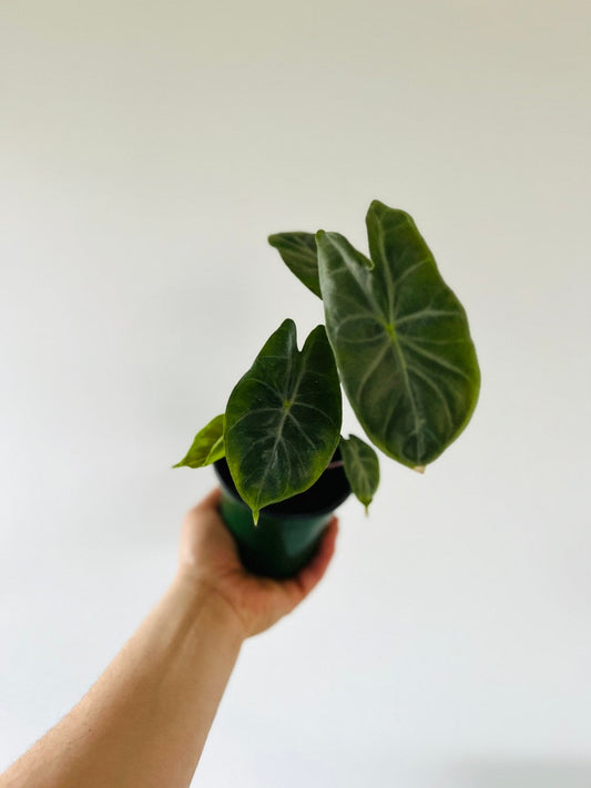 Alocasia Pink Stem Plant - 4” Jewel Alocasia - Pink Princess - Tropical Houseplant - Alocasia micholitziana