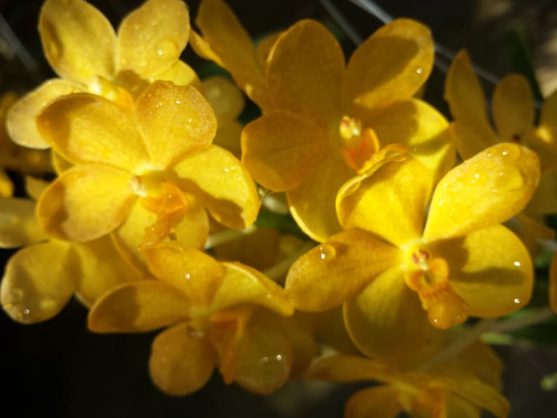Vanda Orchid 3 Pack - Yellow Tropical Hanging Plants - Vanda Alliance - Mature Plants for Home Decor and Gardening