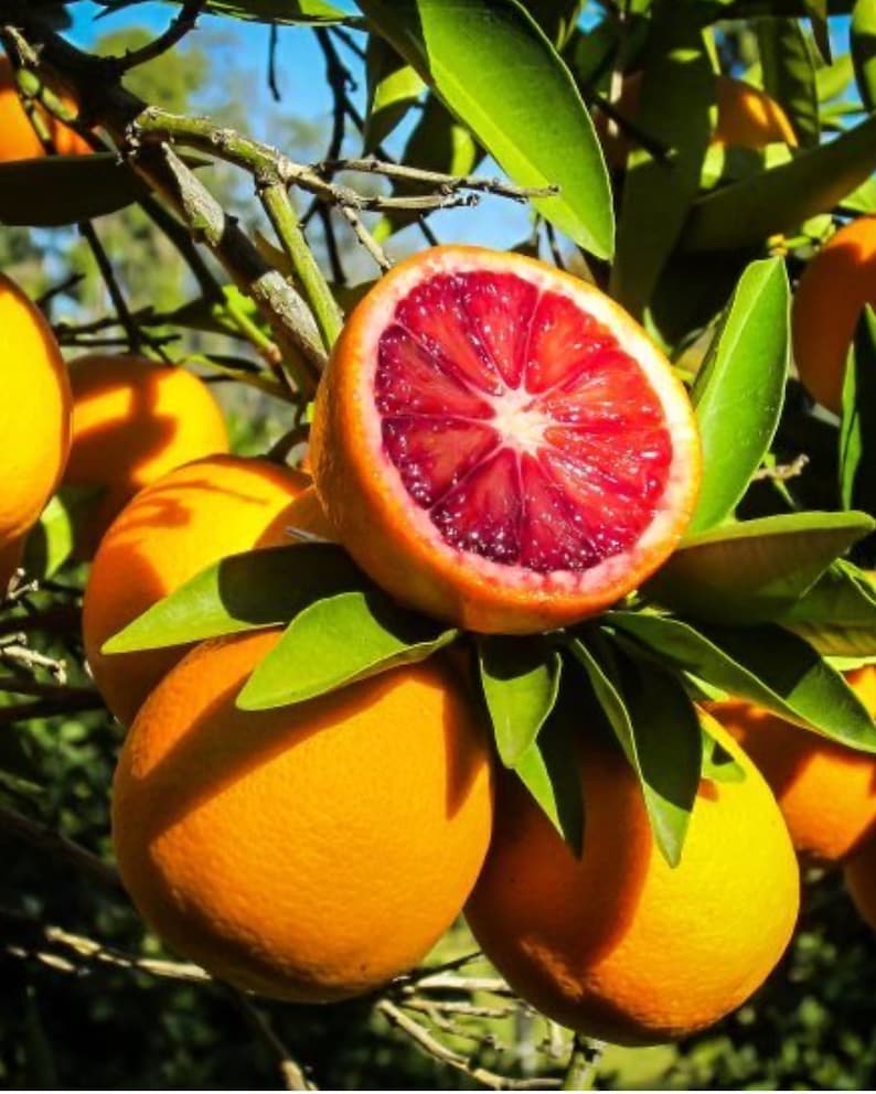 Blood Orange Citrus Tree 3ft Grafted Tree - Citrus sinensis - Home Garden Fruit Tree, California Grown