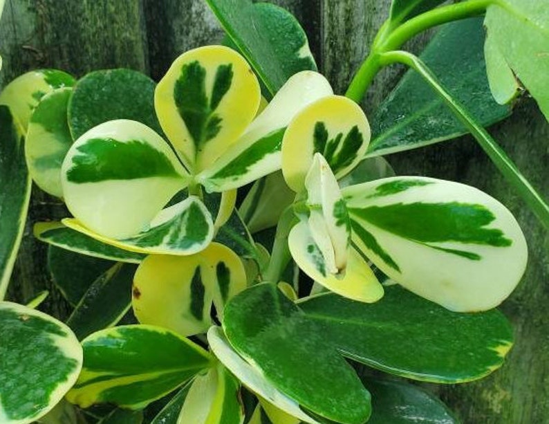 Variegated Clusia Rosea Live Plant - Clusia rosea variegata - Outdoor Grown - Minor Blemishes - Pest Inspected