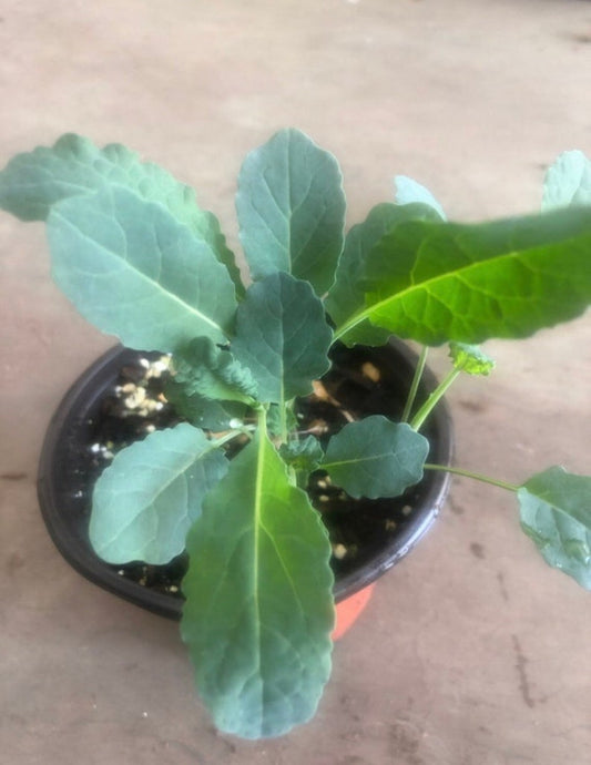 3 Organic Kale Plants in 4" Pot - Dwarf Blue Curled & Lacinato Varieties (Brassica oleracea) - Fast-Growing, Nutritious Greens