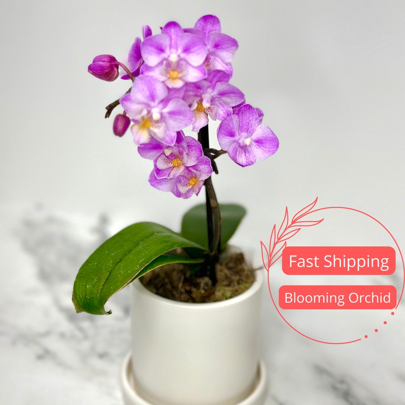 Blooming Orchid Plant in Ceramic Pot | White Orchid | Indoor Plant | Phalaenopsis Orchid Gift for Mom