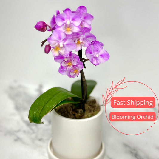 Blooming Orchid Plant in Ceramic Pot | White Orchid | Indoor Plant | Phalaenopsis Orchid Gift for Mom