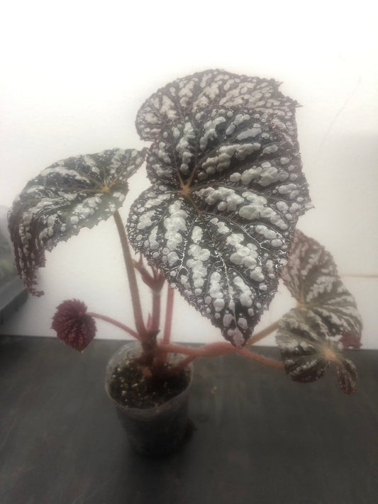 Begonia Rex Betsy Live Plant in 3" Pot - Exotic Foliage, Bright Indirect Light, Medium to High Humidity, Begonia rex 'Betsy'