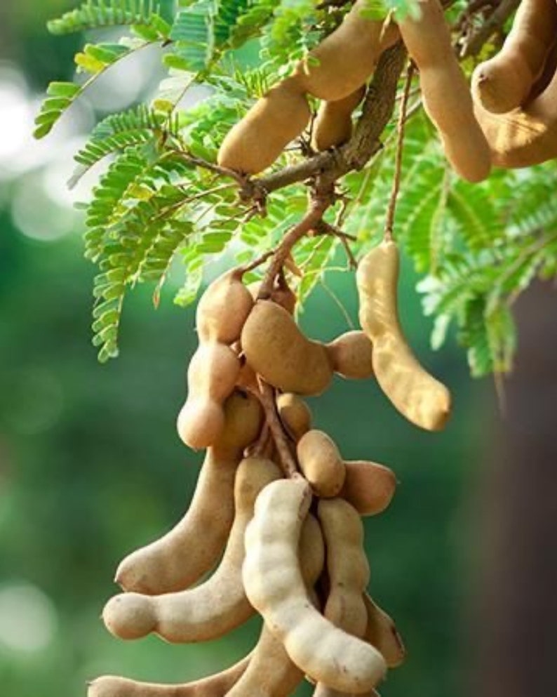 Sour Tamarind Tree 3ft Air Layered Tamarindus indica - No Shipping CA