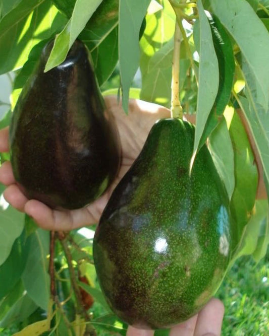 Avocado Tree 3ft-4ft Brogdon Variety - Air Layered Plant (No Shipping CA)