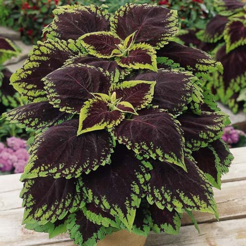 Coleus Starter Plant, 4-6" Kong Scarlet, Vibrant Ornamental Foliage, Easy Care, Perfect for Indoors/Outdoors, Non-GMO Coleus Scutellarioides