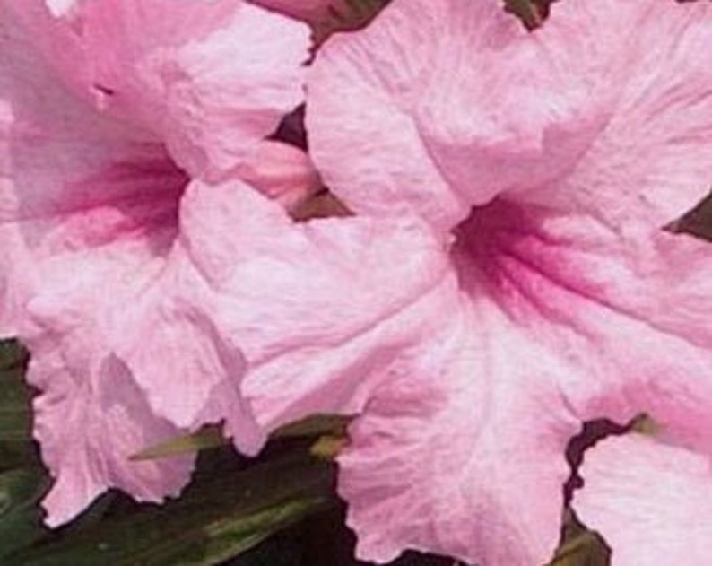 Pink Mexican Petunia Plants 6 Plugs - Ruellia simplex - Vibrant Pink Flowers, Shipped in Pot, Easy to Grow Garden Flowers