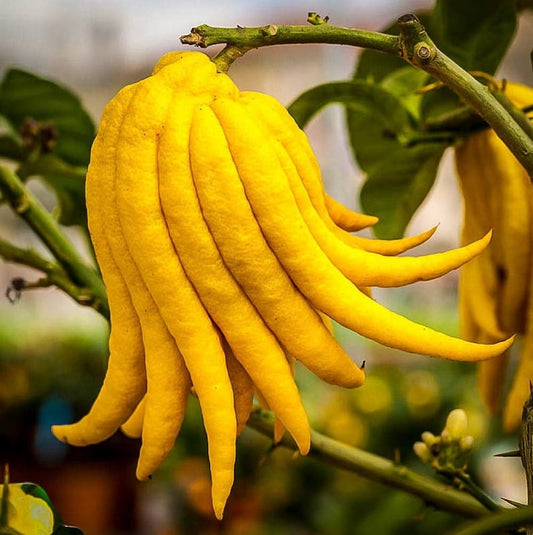 Budda's Hand Citrus Tree - Container Grown - Fragrant Fruit - Citrus medica var. sarcodactylis - Ships to Florida Only