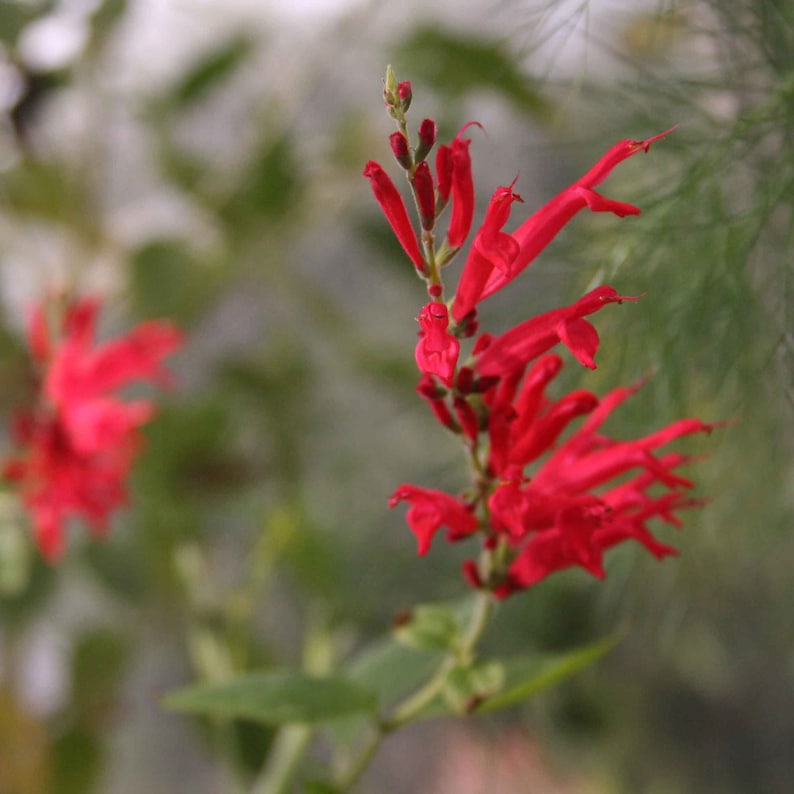 Pineapple Sage Live Starter Plant 4-8” - Salvia elegans - Edible Flowers, Hummingbird Favorite, Herbaceous Perennial