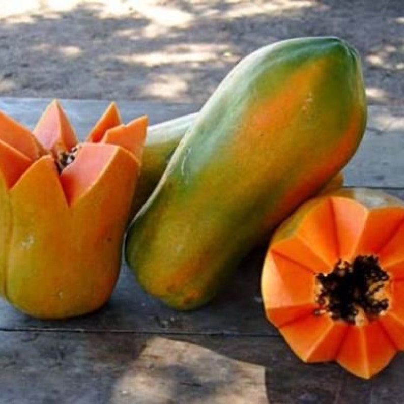 Maradol Papaya Tree 2ft - 3ft, Big Size Papaya 5lb to 8lb Fruit, Tropical Fruit Plant, Carica papaya