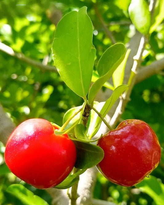Barbados Cherry Tree 3ft Air-Layered Plant - Malpighia emarginata - Potted Tree, No Shipping to CA
