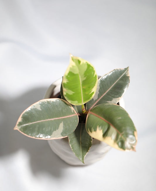 Variegated Rubber Plant Starter - Ficus elastica 'Tineke' - Green & White Leaves - 3" Nursery Pot - Tropical Indoor Plant