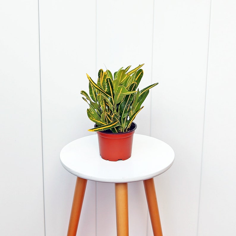 LIVE 4” Banana Croton Plant - Variegated Indoor Houseplant (Codiaeum variegatum) - Perfect Gift for Plant Lovers and Plant Dads