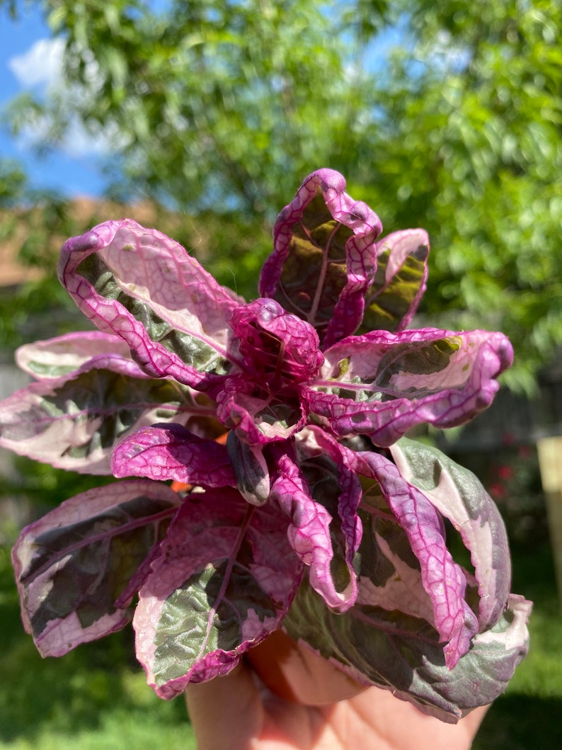 Snow White Waffle Plant 3-6in - Hemigraphis alternata, Red Ivy, Red-Flame Ivy, Acanthaceae, Indoor Houseplant