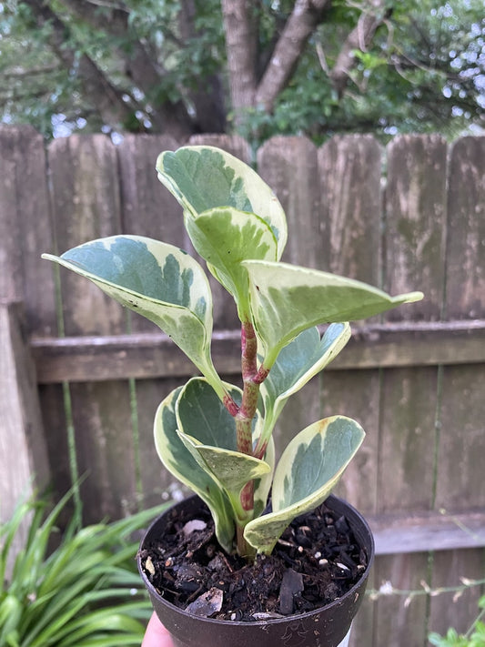 Baby Rubber Plant - 6-7 in Peperomia Obtusifolia - Flowering Houseplant - Tropical Indoor Plant